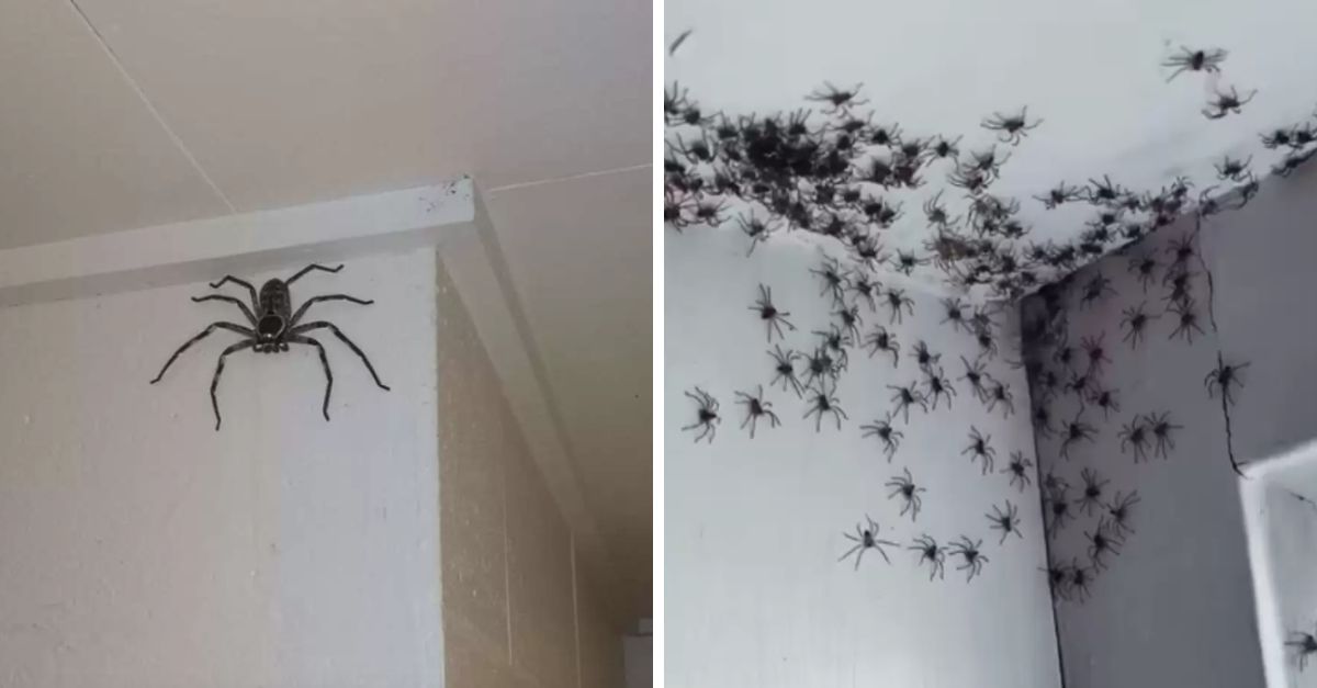 Mulher Descobre Aranha Enorme Com Filhotes Em Sua Casa