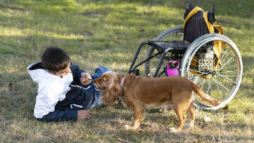 Objetos e brinquedos proibidos para cachorros