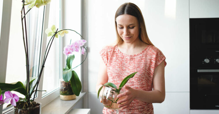 Orquídea com folhas amareladas