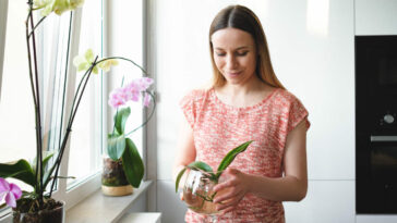 Orquídea com folhas amareladas