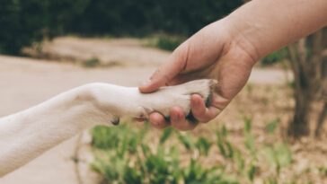 Perder um animal de estimação pode doer tanto quanto perder um familiar