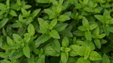 Plantas que mantém as baratas longe de casa