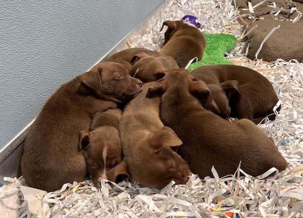 mala com cachorrinhos dentro