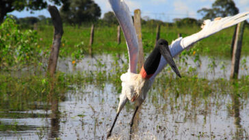 Por que o Pantanal está queimando