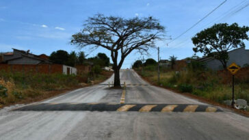 Prefeitura decide não tirar pé de cajá do meio de avenida