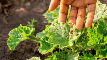 Principais doenças das plantas