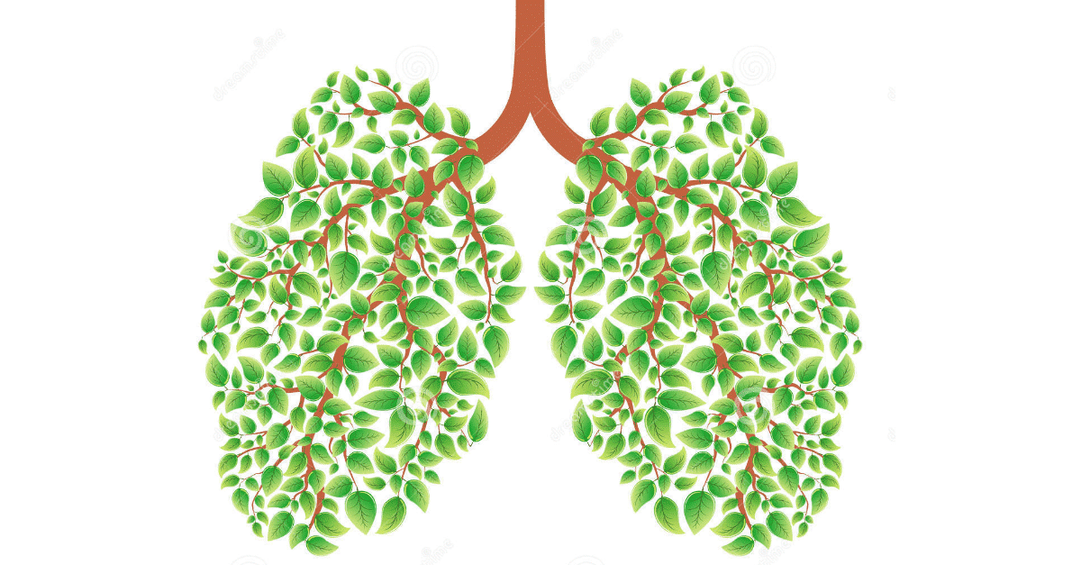Здоровые легкие рисунок