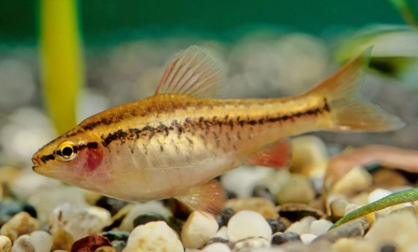 peixes para aquário pequeno