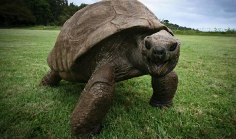 Tartaruga gigante