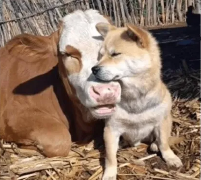 cachorrinhos