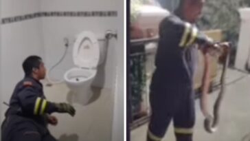 Vídeo bizarro mostra bombeiro tirando cobra de dentro de sanitário