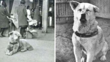 a história de hachiko