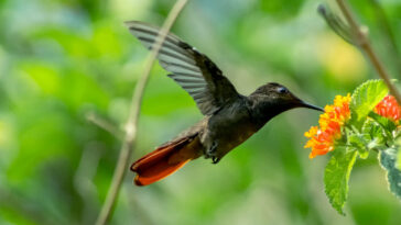 a morte e a lenda do colibri