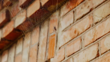 acabar com as teias de aranha em casa