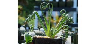 Espirais Albuca Aprenda A Cultivar Essa Planta Com Cachinhos