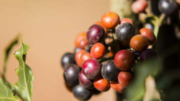 frutas do cerrado