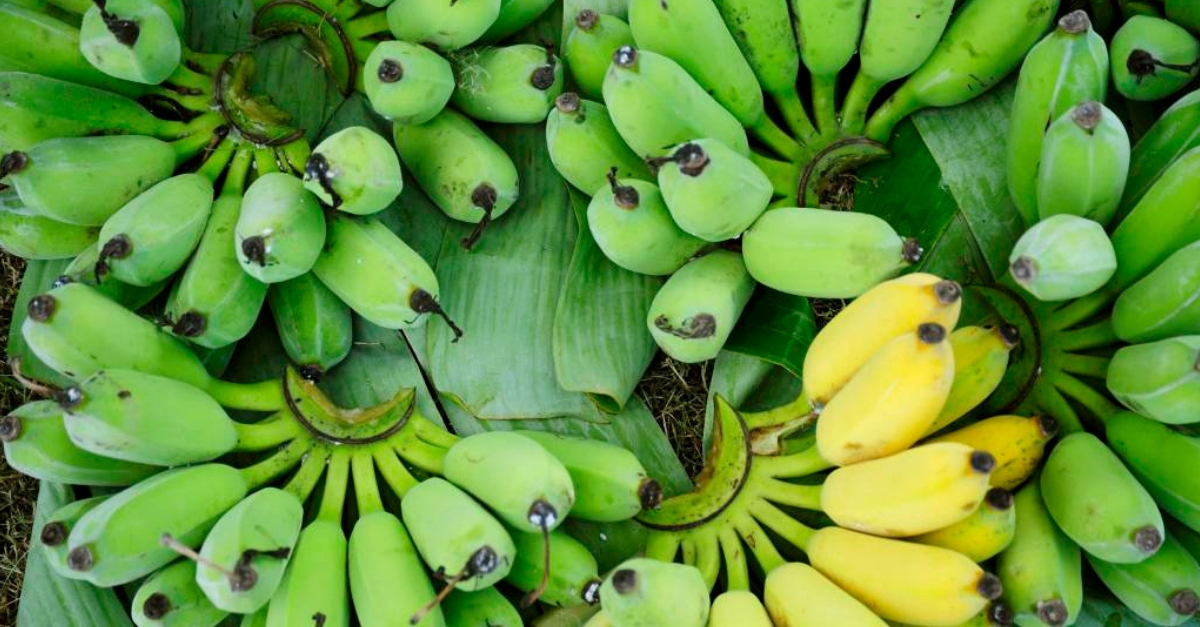 Como Amadurecer Bananas De Forma Mais R Pida