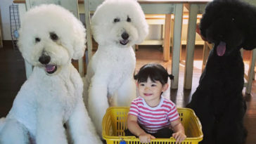 avó fotografa a amizade da neta com seus cachorros