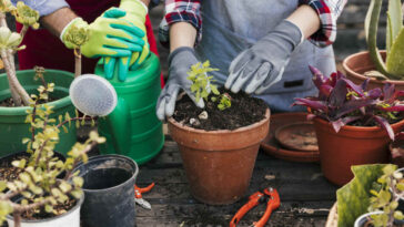 água oxigenada nas plantas