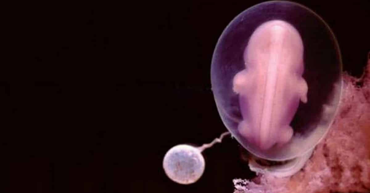 Fotos incríveis do embrião desde a fecundação