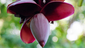 flor de bananeira