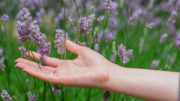 lavanda