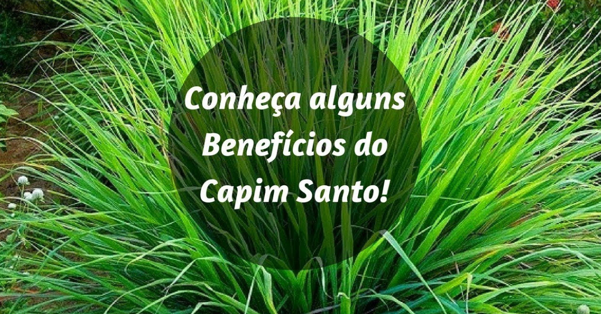 Capim santo usos e benefícios