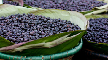 benefícios do açaí