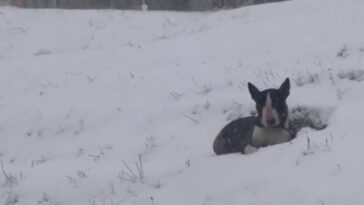 bull terrier