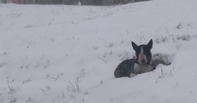 bull terrier