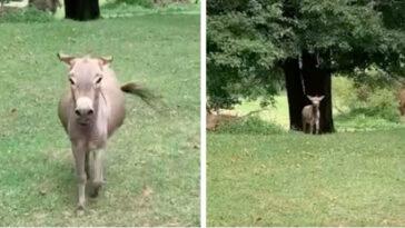 burrinho fica muito feliz quando reencontra sua amiga humana