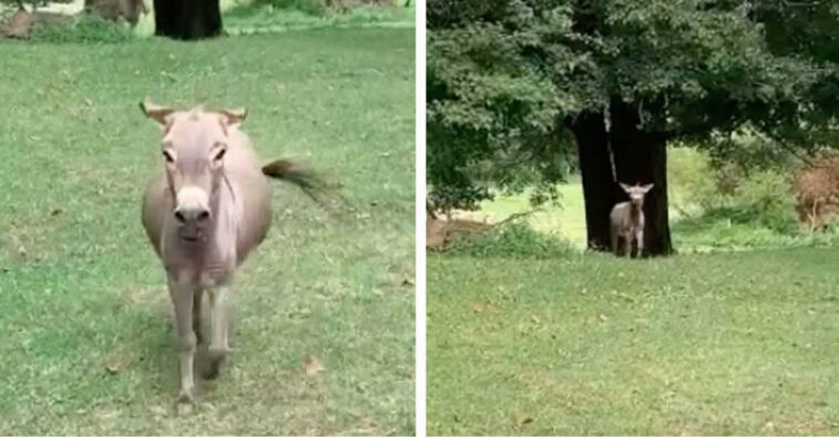 burrinho fica muito feliz quando reencontra sua amiga humana