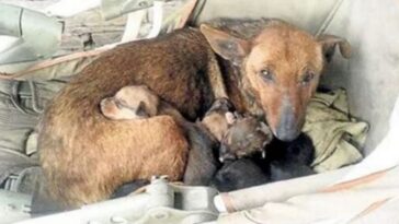 cachorra acolhe bebê humano abandonado