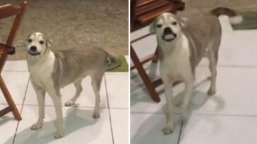 cachorra sorri aos clientes para ganhar comida