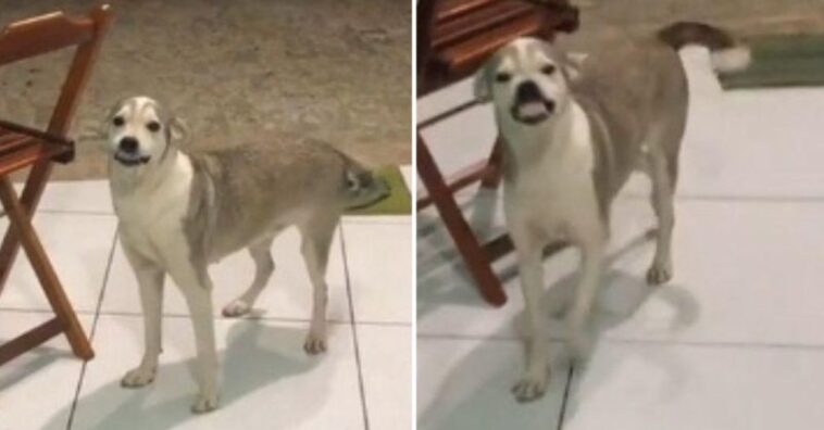 cachorra sorri aos clientes para ganhar comida