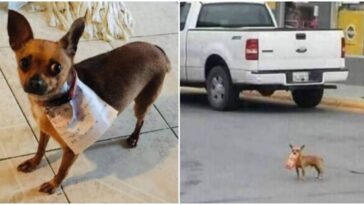 cachorrinha compra salgadinho na quarentena