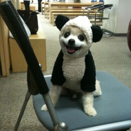 cachorro fantasiado de panda