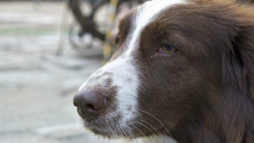 cachorro que foi deixado para morrer de fome