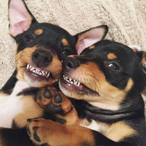 cachorros e selfie