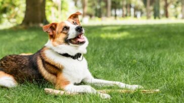 cachorros proibidos de latir