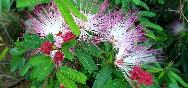 características gerais da caliandra