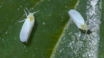 características da mosca branca