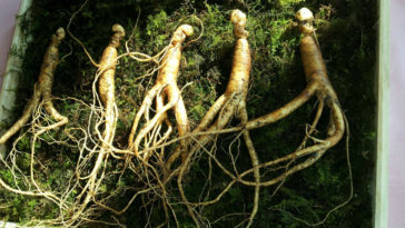 chá de ginseng