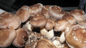 cogumelo shiitake