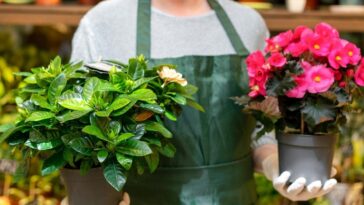 como ajudar planta a florir