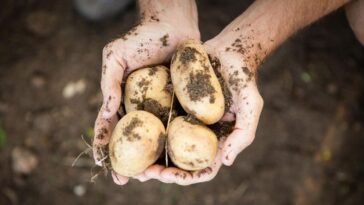 como colher dez quilos de batata em dez semanas