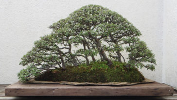 cuidar de bonsai