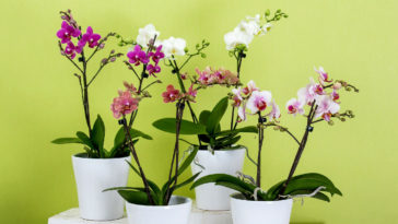 como cuidar de orquídeas em casa