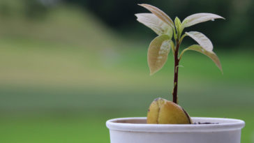 cultivar frutas na varanda