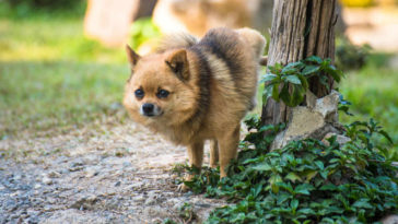 ensinar cachorro a fazer necessidades